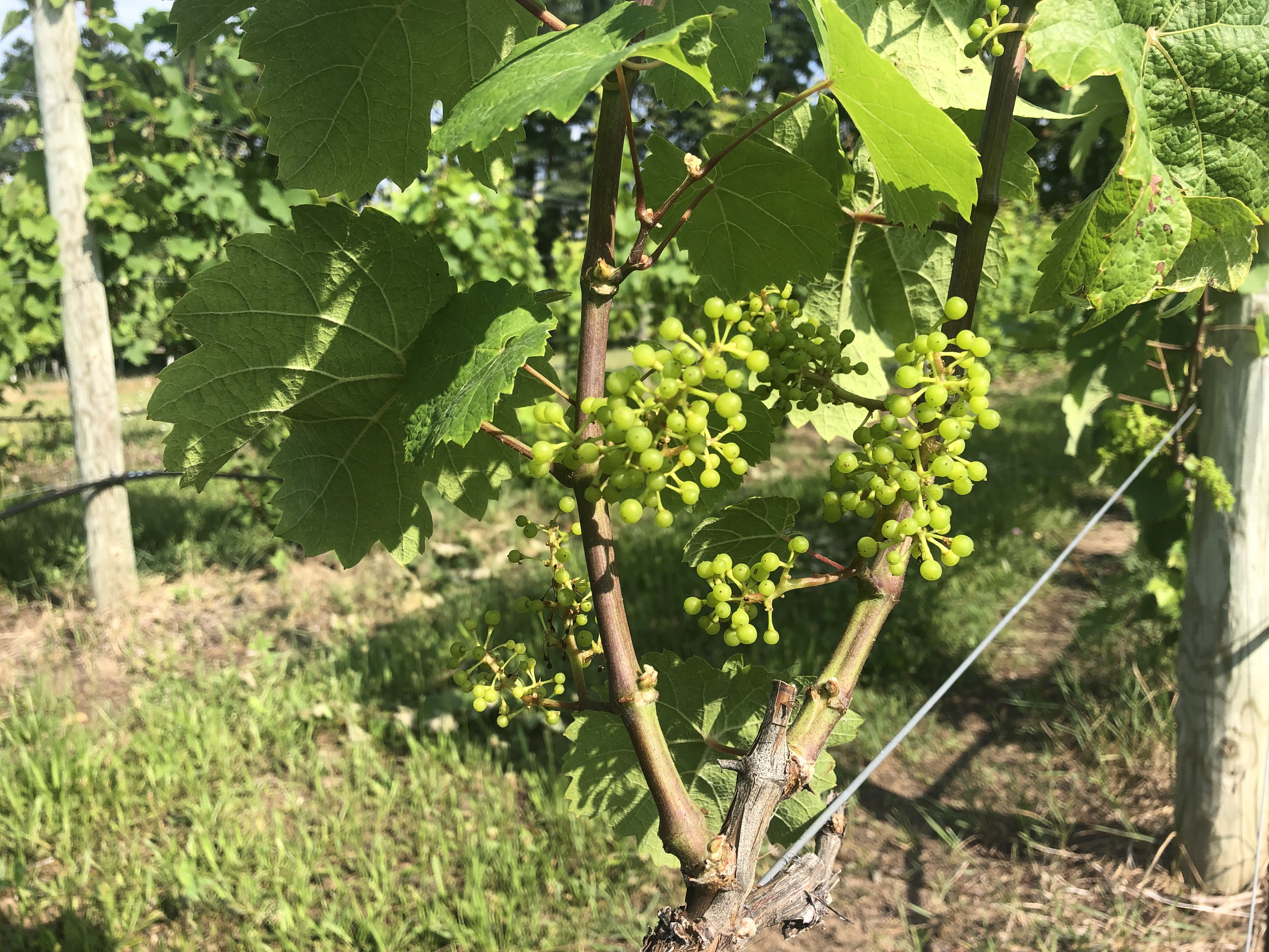 Close-up Riesling